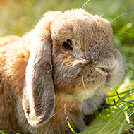 Lop-eared rabbits at risk of hidden ear disease, study shows