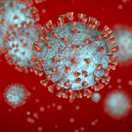 Avian flu viruses can withstand fever, study reveals