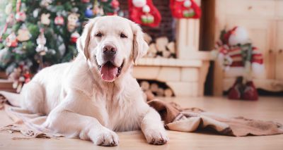 BSAVA PetSavers launches Christmas appeal