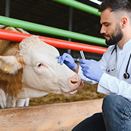 BVA pushes for Northern Ireland clarity as deadline looms