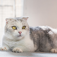 Cats Protection shares 'urgent' welfare concerns for extreme cats