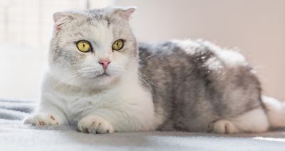 Cats Protection shares 'urgent' welfare concerns for extreme cats