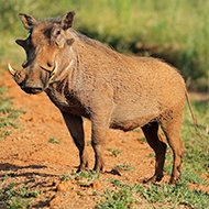 Stem cell study to tackle African Swine Fever