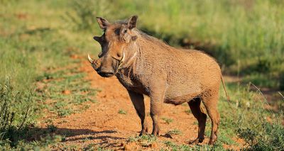 Stem cell study to tackle African Swine Fever