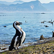 Many South African penguins 'starved to death', study finds