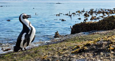 Many South African penguins 'starved to death', study finds