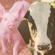 RUMA Agriculture shares new AMR targets for livestock sectors