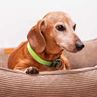 RVC introduces new treatment for canine heart condition