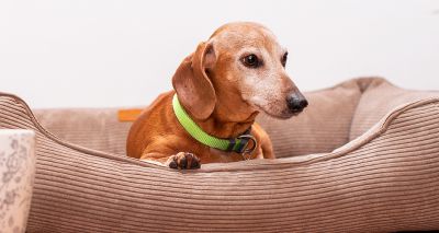 RVC introduces new treatment for canine heart condition