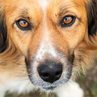 Report highlights failings in animal welfare enforcement