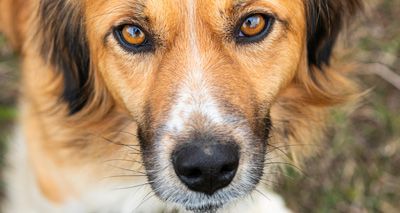 Report highlights welfare enforcement failings