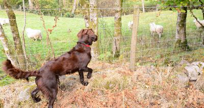 Dog owners urged to share views on sheep worrying