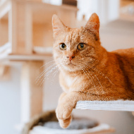 iCatCare reveals conference programme for 2026