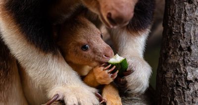 Rare footage captures joey emerging from pouch