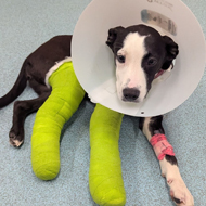 Puppy on road to recovery after life-saving surgery