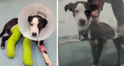 Puppy on road to recovery after life-saving surgery