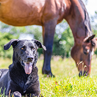 VMD blog explores AMR surveillance in pets and horses