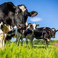 Vaccinate for lungworm before turnout, cow farmers advised