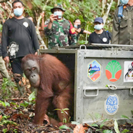 Orangutans successfully released back into the wild