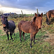 Major rescue operation saves mules in rural Wales