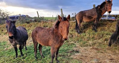 Major rescue operation saves mules in rural Wales
