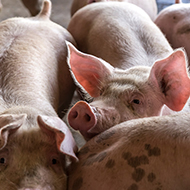 Defra secretary shares plans for pig sector reform