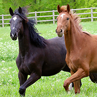 Horse owners keen on EHV vaccines, survey finds