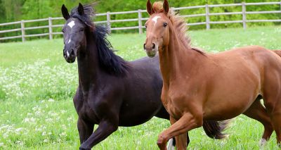 Horse owners keen on EHV vaccines, survey finds