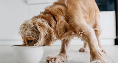 Carbon footprint of dog food revealed by study