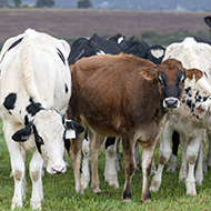 Immune cells increased by TB vaccine, study finds