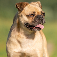 Opinions divided on brachycephalic crossbreeding
