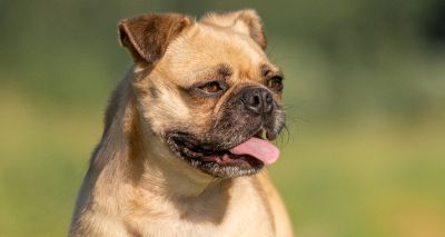 Opinions divided on brachycephalic crossbreeding
