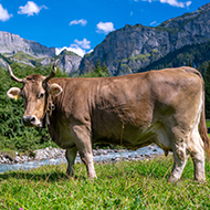 Cow stuns scientists by using tools