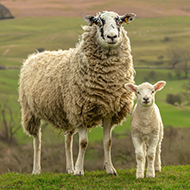 Moorland grazing reduces methane emissions, study finds