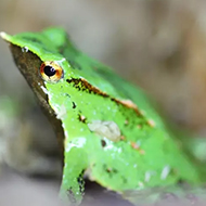 Conservationists step closer to saving endangered amphibian