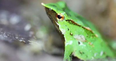 Conservationists step closer to saving endangered amphibian