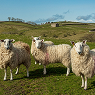 Vaccine uptake needed for sheep abortion control, data shows