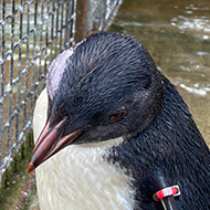 Ophthalmology team helps rockhopper penguin