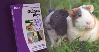 BSAVA announces new Manual of Guinea Pigs
