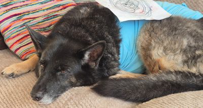 Charity covers ex-police dog's treatment costs