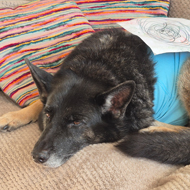 Charity supports ex-police dog's treatment costs