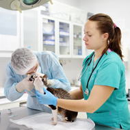 Course to help practices hosting overseas vets