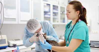 Course to help practices hosting overseas vets