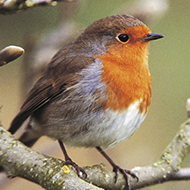 Big Garden Birdwatch gets underway
