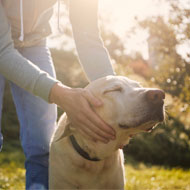 New guidelines to improve recognition of canine dementia