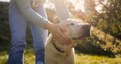 New guidelines to improve recognition of canine dementia