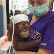 Emergency appeal for orangutan vet teams