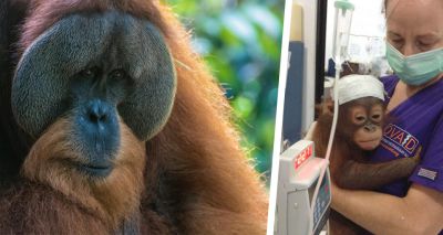 Emergency appeal for orangutan vet teams