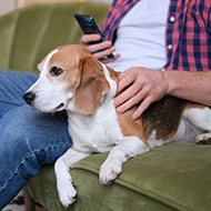 Dog owners underestimate urgency of vet care, research finds