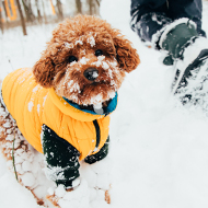 RSPCA issues pet care advice amid cold weather
